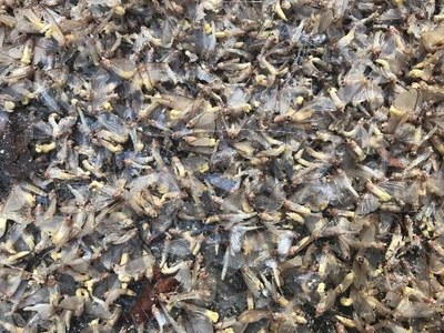 Mayflies