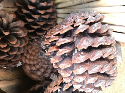 Pine Cones & Spider