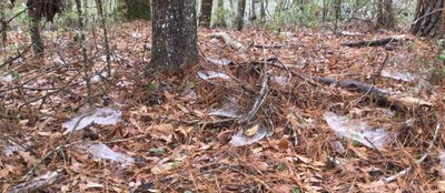 Spiderwebs on Forest Floor
