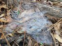Spider web on forest floor