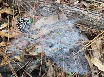 Spiderweb