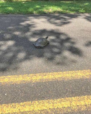Turtle Crossing the Road