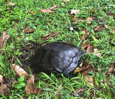Turtle in Grass