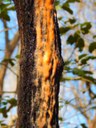 Tree trunk with orange slime running down it