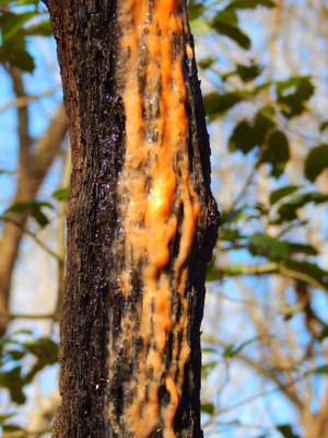 Wild Yeast