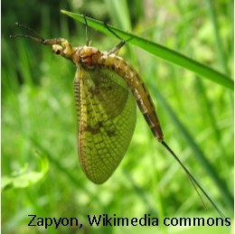 Zapyon