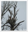 bald eagle on a nest high in a tree