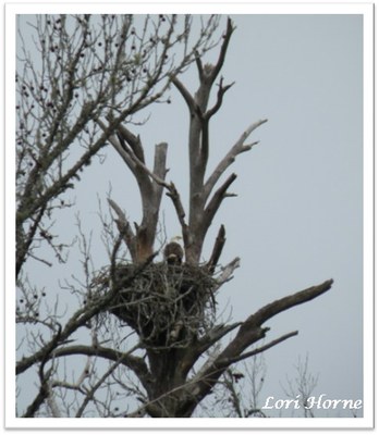 bald eagle on a nest high in a tree
