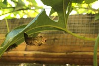 cocoon hanging from the limb of a bush