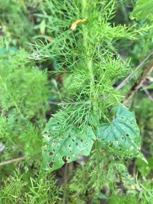 Leafy plant with vine on it