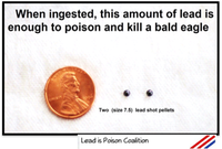 penny next to two small lead shot pellets; text says "When ingested, this amount of lead is enough to poison and kill a bald eagle."