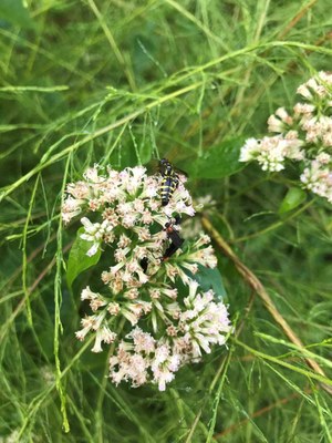 Potter wasp crawling on a flower
