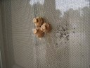 Three potter wasp pots attached to a window screen