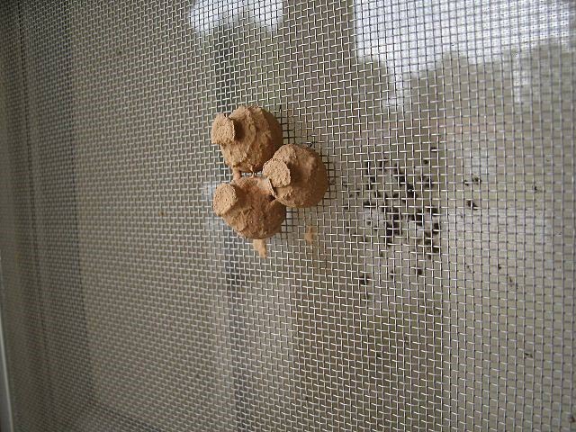 Potter-wasp-2_web.jpg