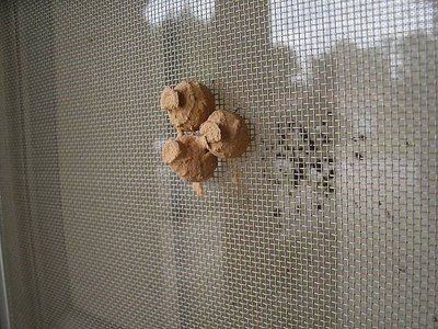 Potter-wasp-2_web.jpg