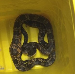 Snake in bucket