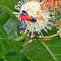 red moth feeding on flower nectar