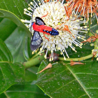 Scarlet-Bodied Wasp Moth (Cosmosoma myrodora)