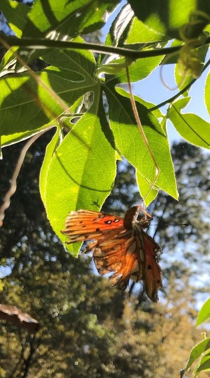 tattered butterfly hanging from a branch