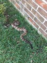 Snake in grass beside brick house