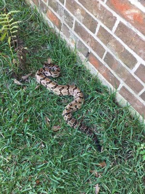 Snake in grass beside brick house