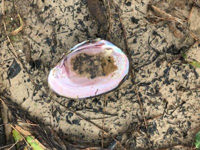 iridescent pink mussel shell