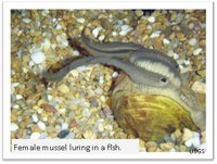 female mussel luring a fish