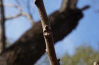 thing twig with scar that resembles a face