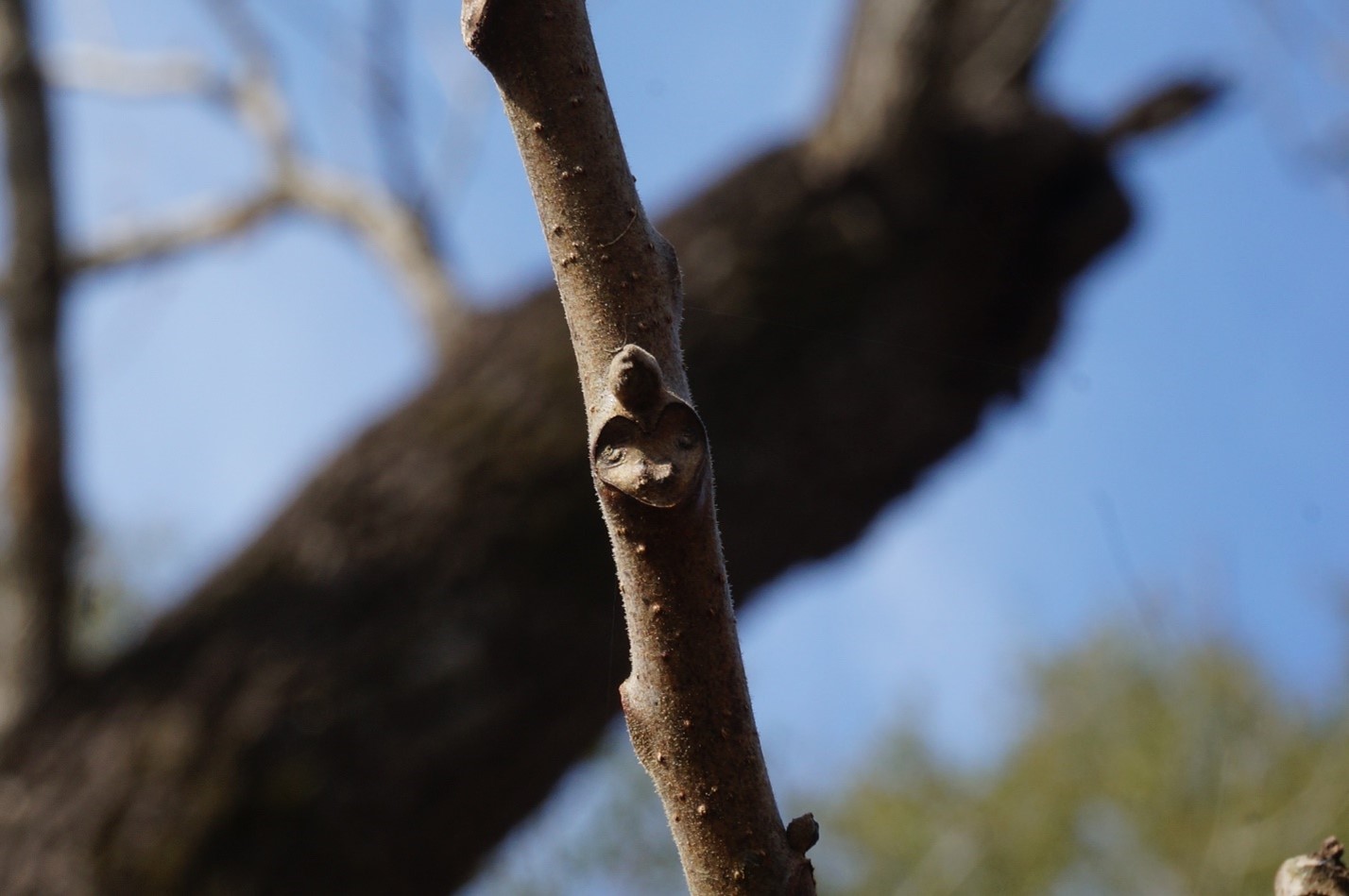 Black Walnut Leaf Scar