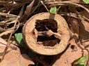 Cut-open walnut