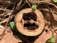 Walnut cut open