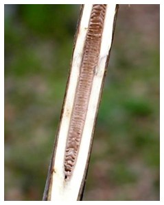 Black Walnut Pith