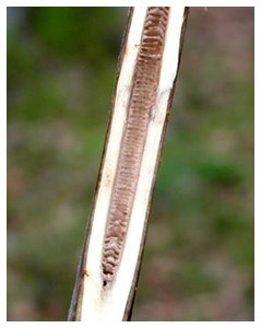 Black Walnut Pith