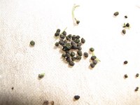 Pieces of frass
