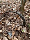 iron cable on the forest floor
