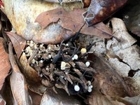 Mushrooms amongst leaf litter