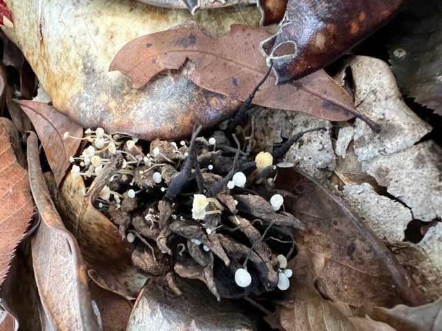 Camouflaged Mushrooms