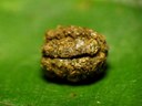 closeup of a piece of frass