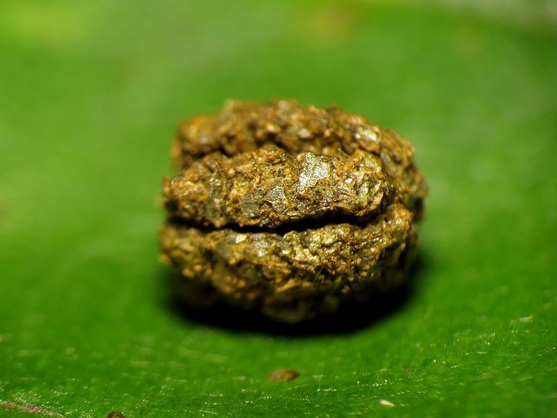 Caterpillar Frass.jpg