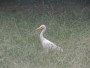 Large white bird walking in tall grass