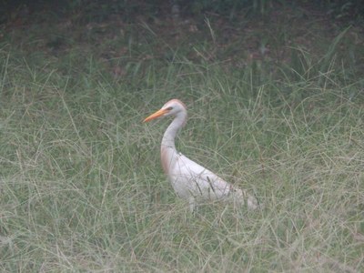 Large white bird walking in tall grass