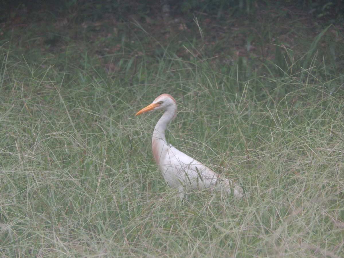 Cattle Egret