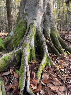 Large tree trunk with lichen growing and many small saplings behind it
