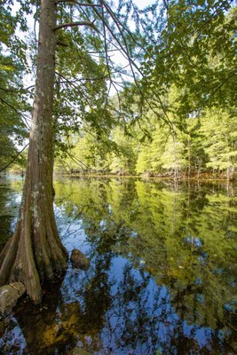 Trees reflecting in smooth lake water