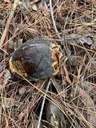 Partially destroyed turtle shell