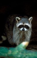 Raccon looking at camera