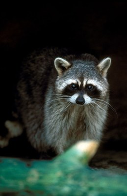 Raccoon