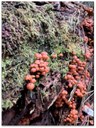 Small, red mushroom colony