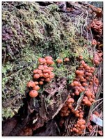 Small, red mushroom colony