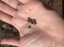 handful of seeds